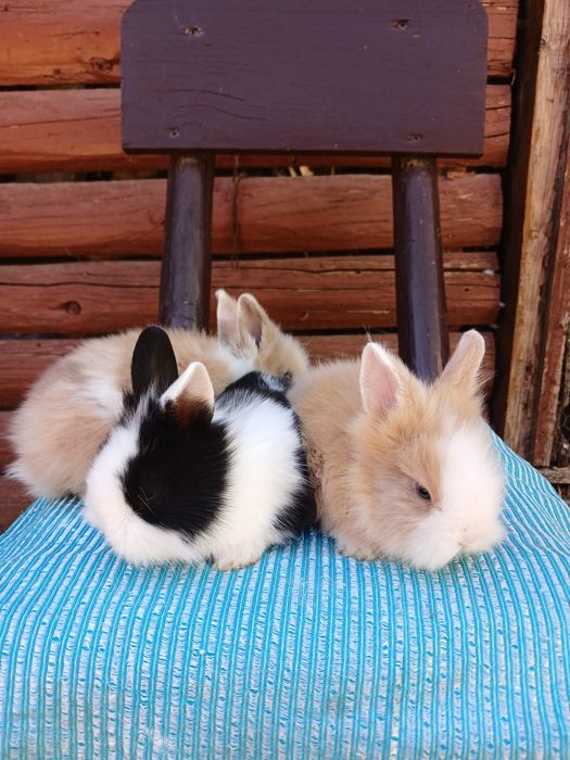 Iepurași pitici colorati