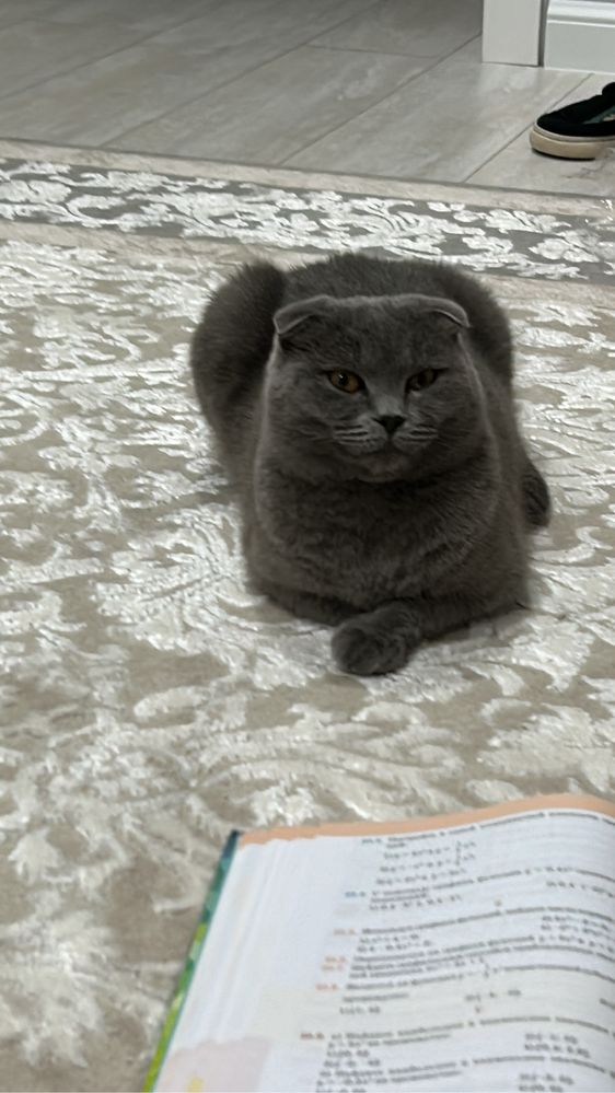 Отдам кошку в добрые руки