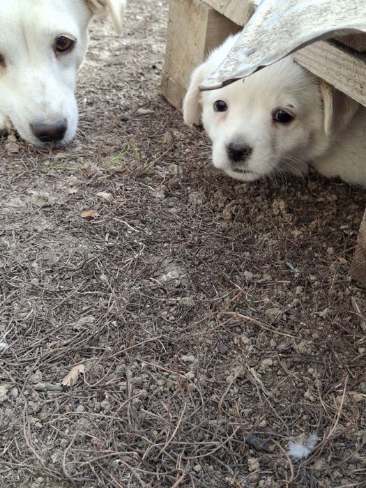 Donez / dau spre adopție cățelușa