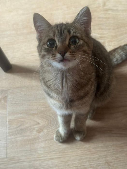 Котенок в добрые руки