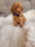Pudel/Caniche miniatura