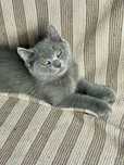 Motanel british shorthair