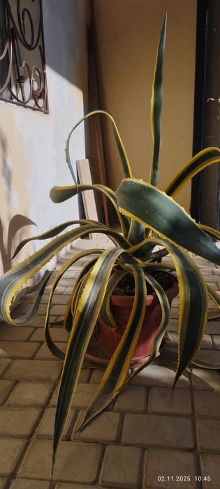 Агава в горшке. Большая