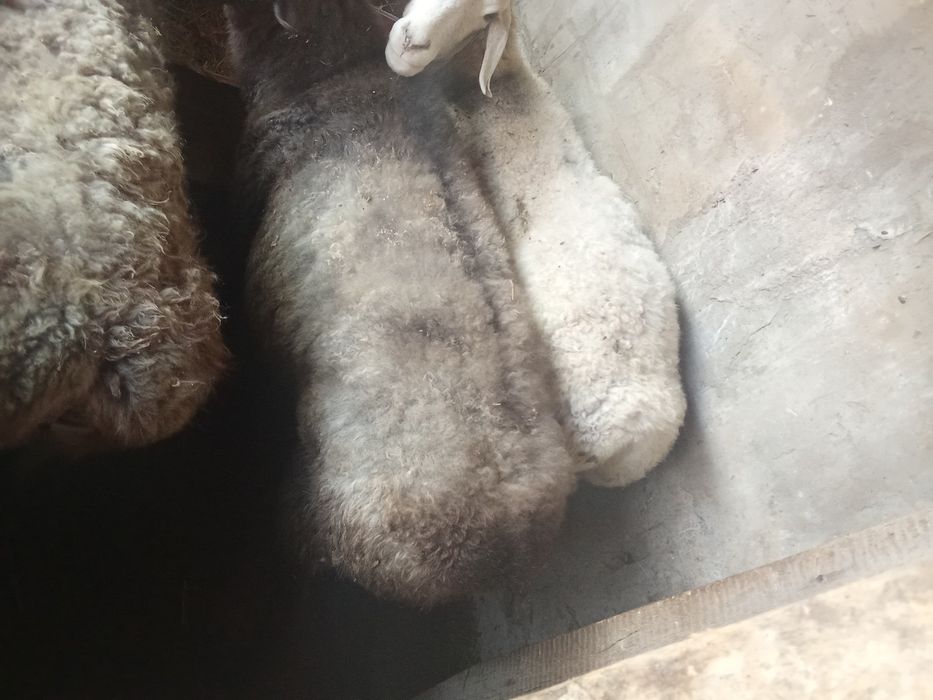Продам Баранов жирных санки курдючные