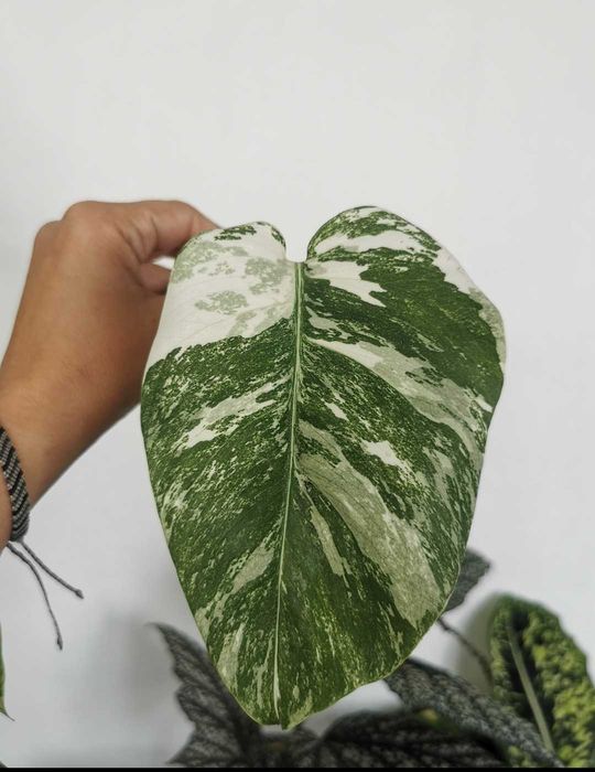 Momstera Albo - cuttings
