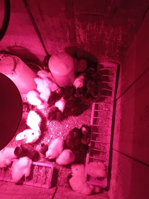 Pui de la incubat de vanzare