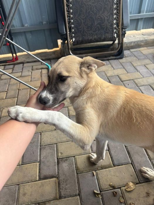 Двортерьер ищет дом