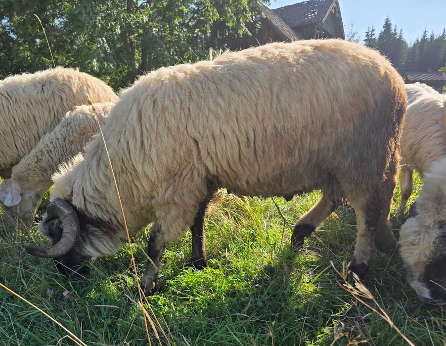 Berbec bucalau mior (2ani) de vanzare