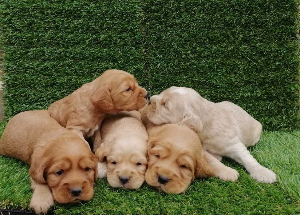 Продавам кокер шпаньол