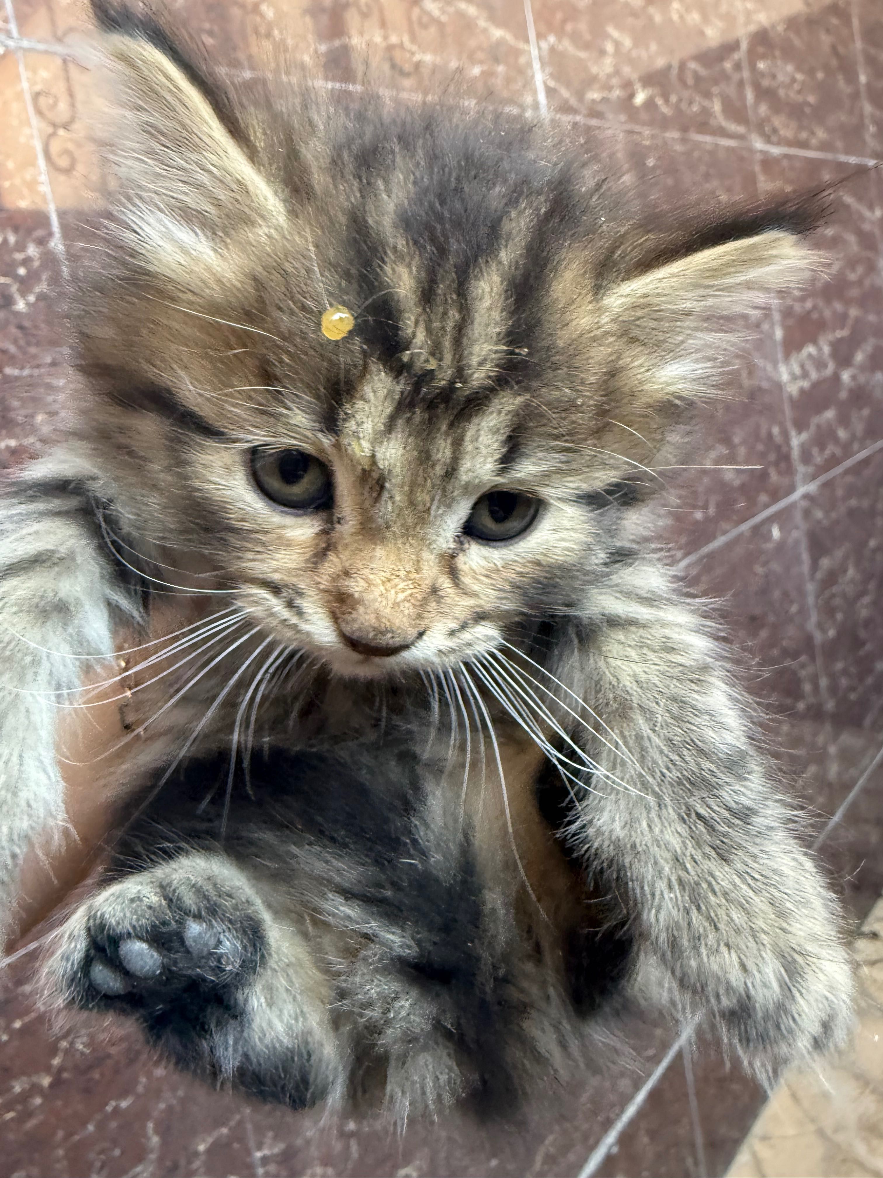 Котята бесплатно в хорошие руки