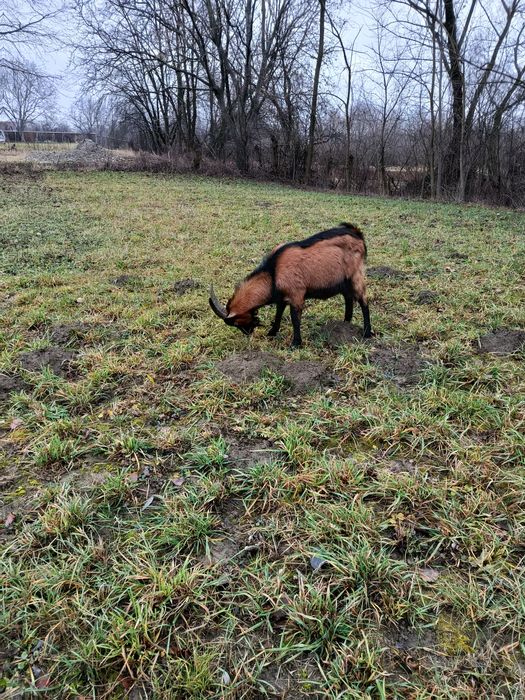 Țap alpin de vânzare preț 550 lei