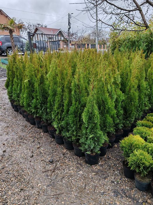 Tuia la ghiveci de la 70  cm la 1.8 m