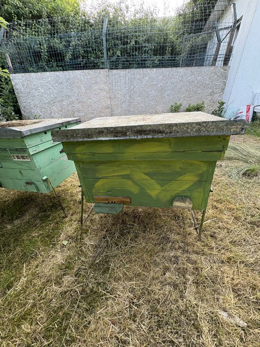 Lazi goale orizantale familii albine 16 rame