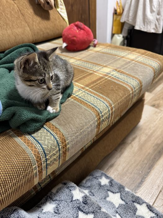 женско коте на два месеца