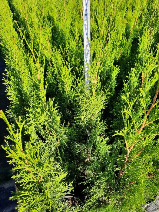 Tuia orientalis biota