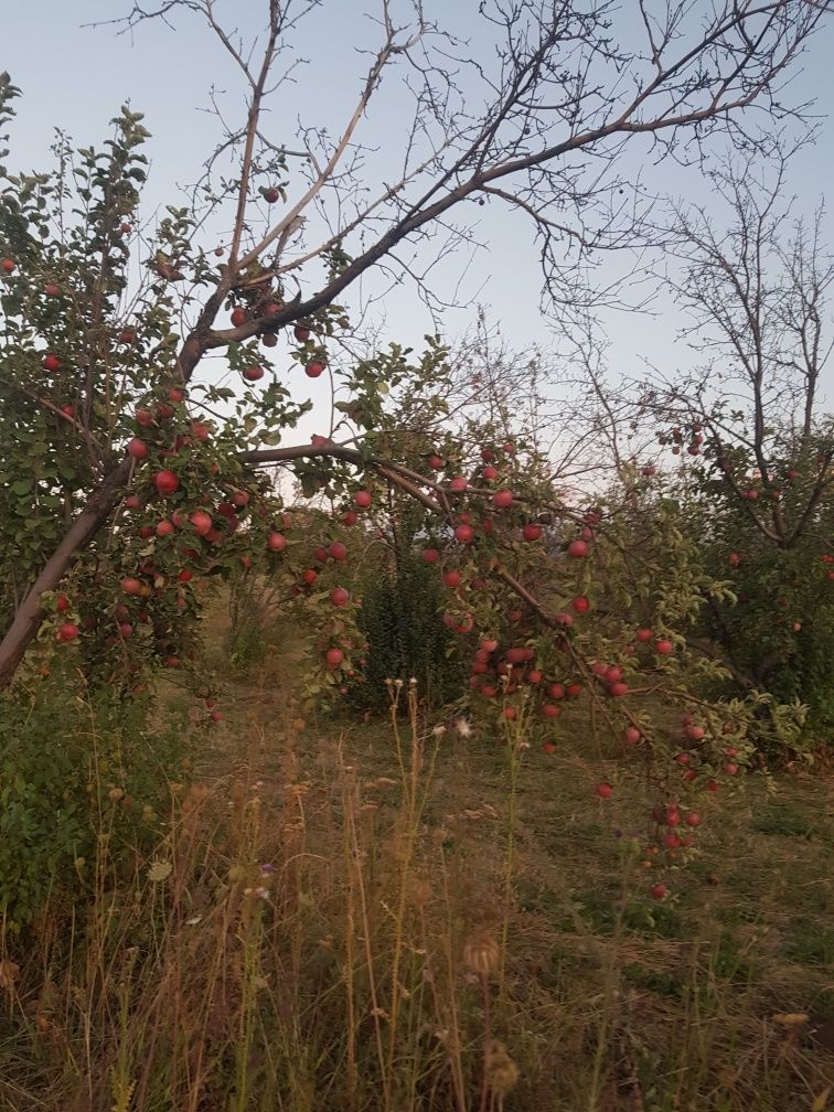 Яблоки Апорт Алматинский