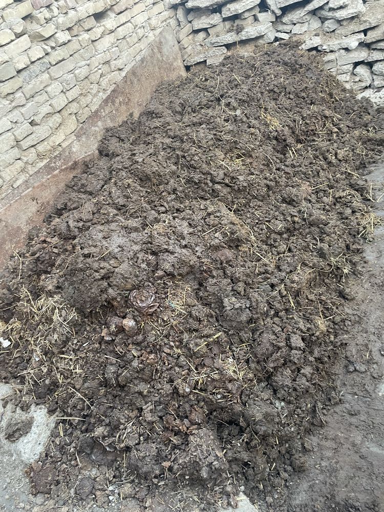 Nuri bepul beriladi otbozor