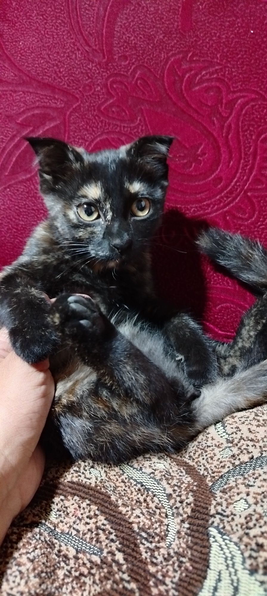 Продаётся котёнок