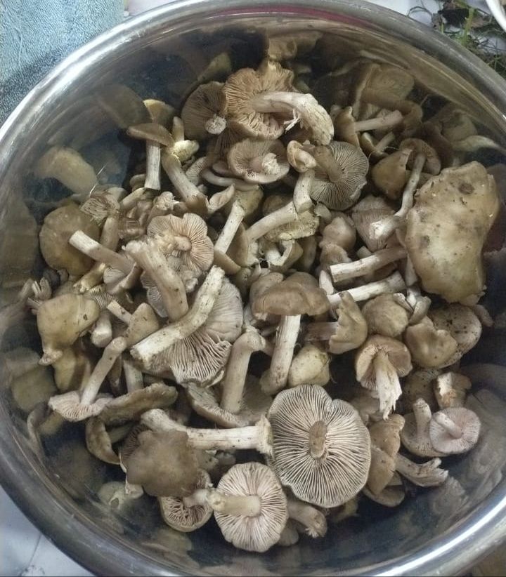 Продам грибы под карагачники свежесобранные