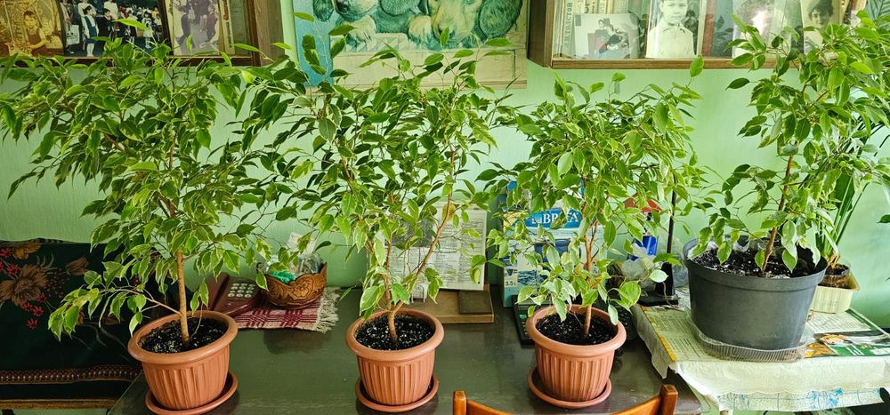 Продам цветы. Цветов очень многл.