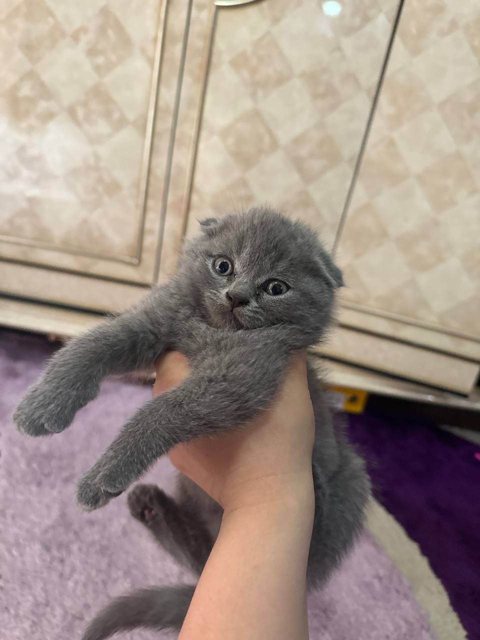 Scottish fold sotiladi