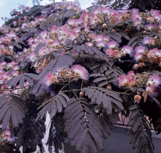 Arbore De Mătase Albitia (Sumer Chocolate )
