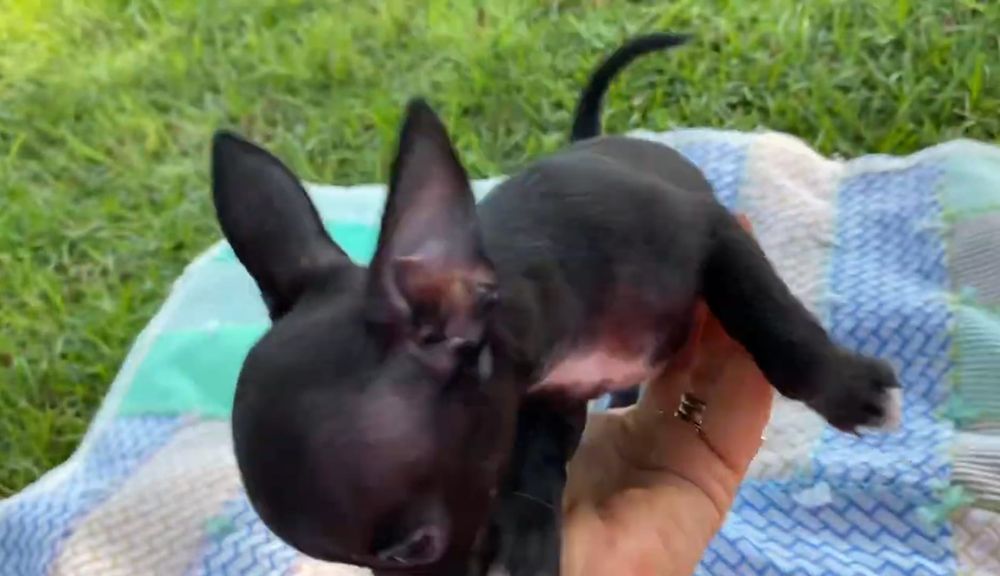 Chihuahua talie foarte mică cât palma