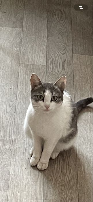 Кошечка 1 год отдам в хорошие руки