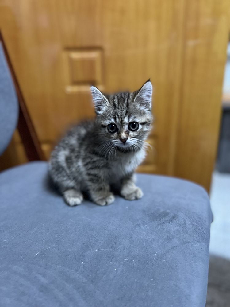 Ищем дом котенку