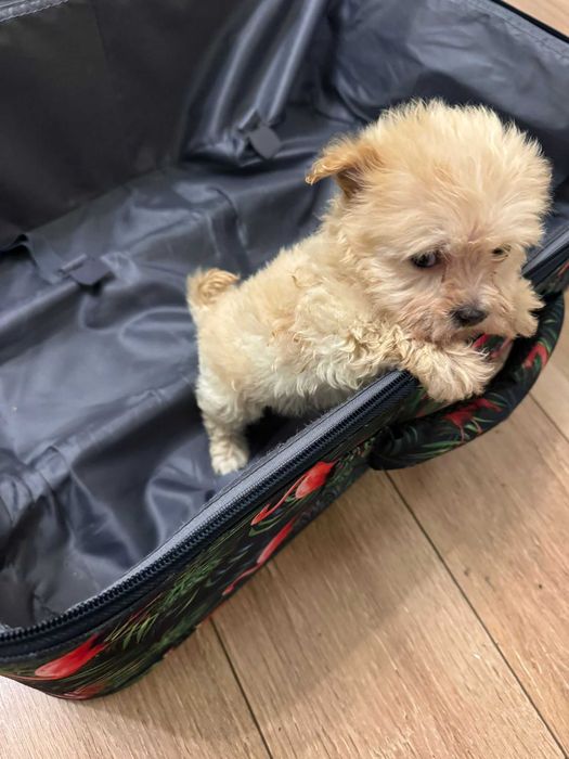 Catel Maltipoo foarte iubitor si jucaus