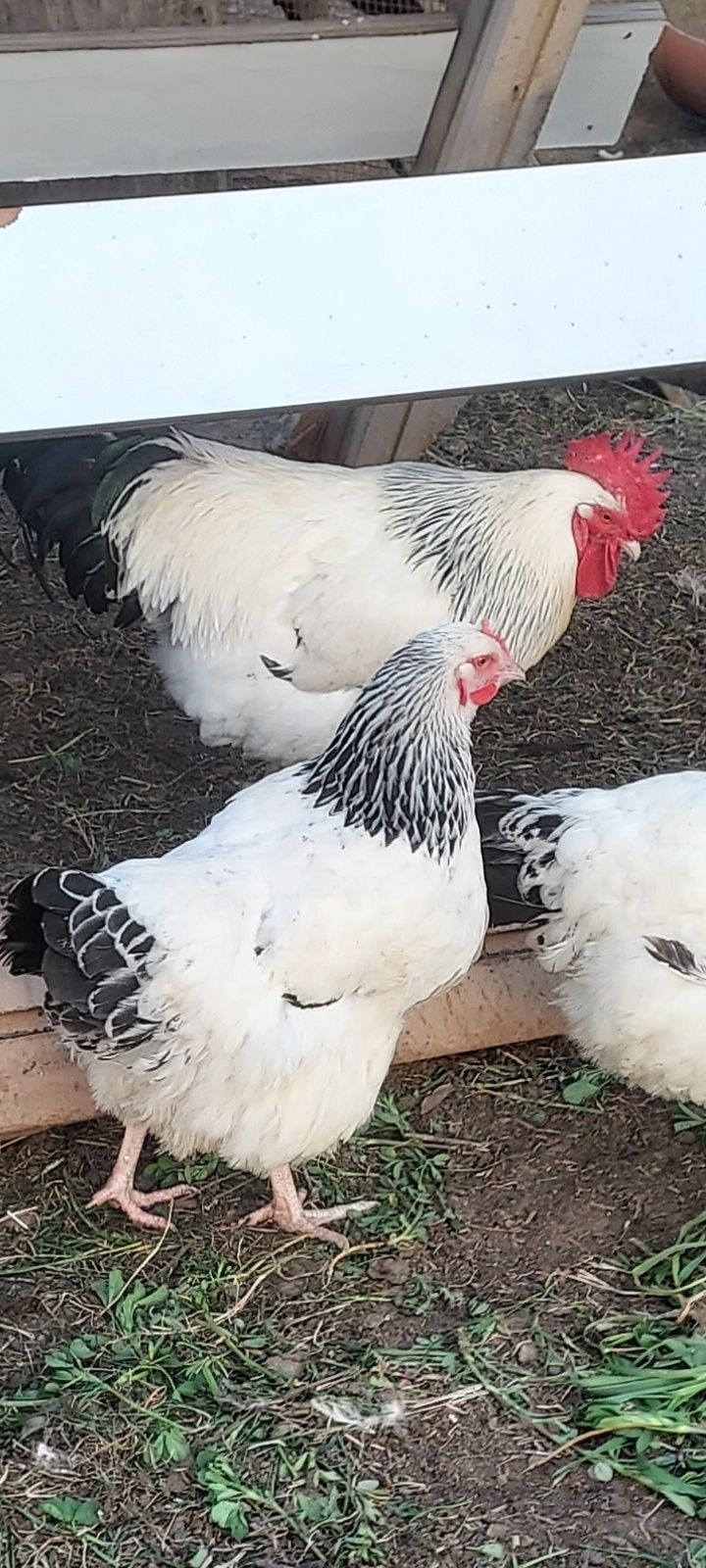 Vând cocoși diferite rase