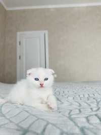 Белый котенок .