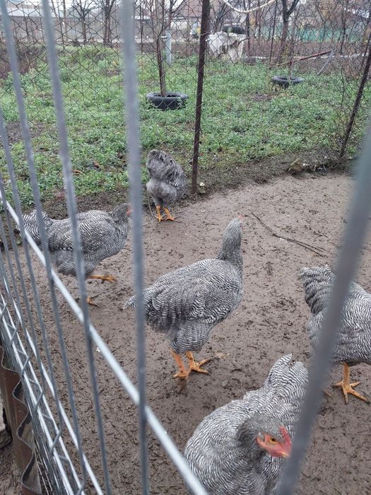 Vând găini ce se vede in poză