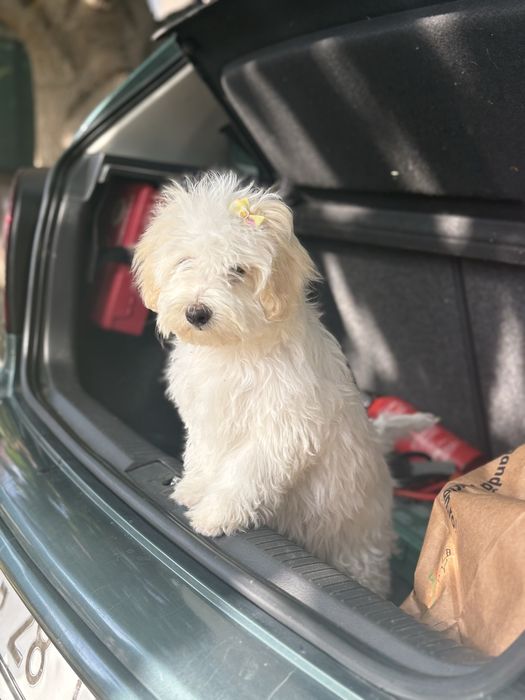 Bichon maltez mini