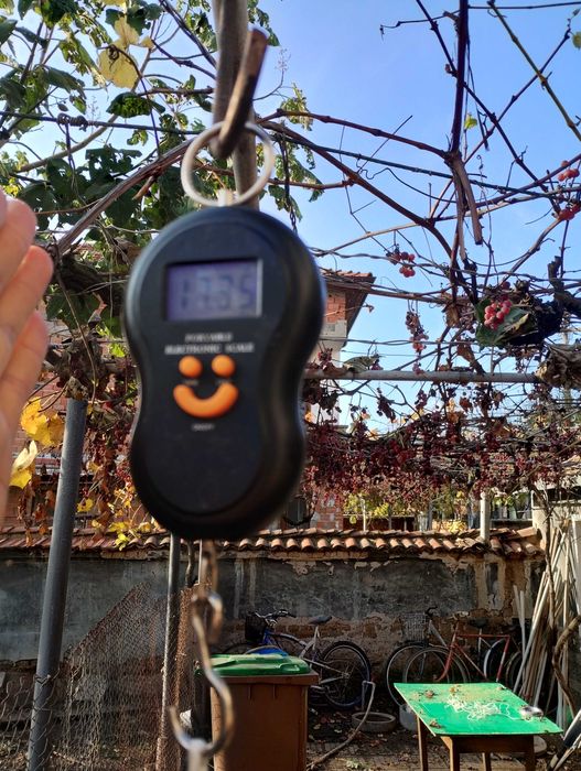 Домашни пуйки кръстоска