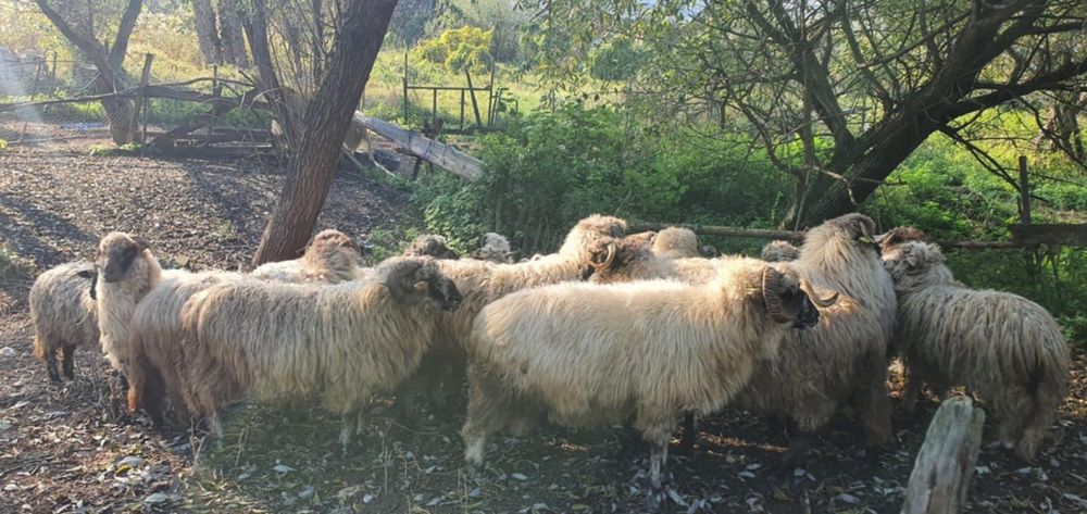 Band urgent oi 24 bucăți