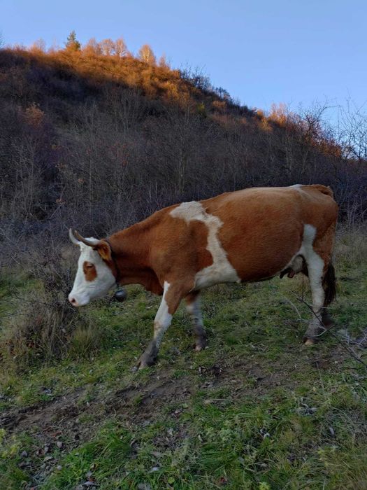 Vand vaca baltata romaneasca