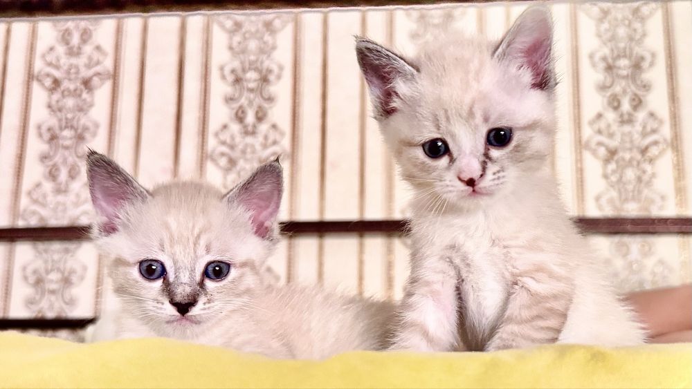 Сиамские | Тайские котята