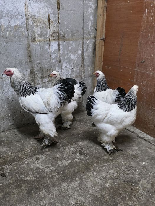 Brahma Herminat Deschis