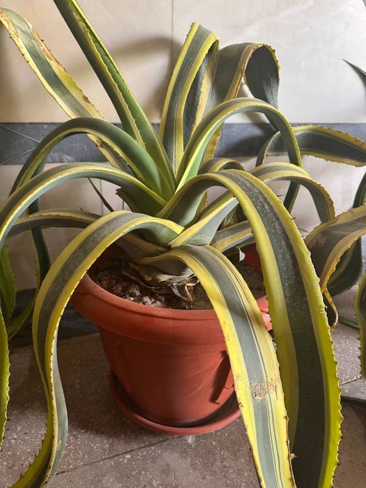 Aloe gullari 2xil