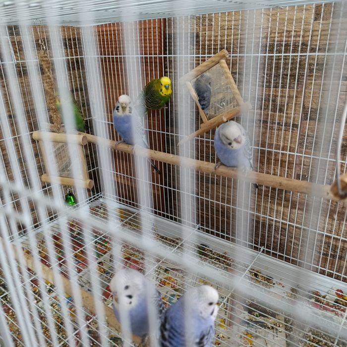 Familie perusi si colivie mare