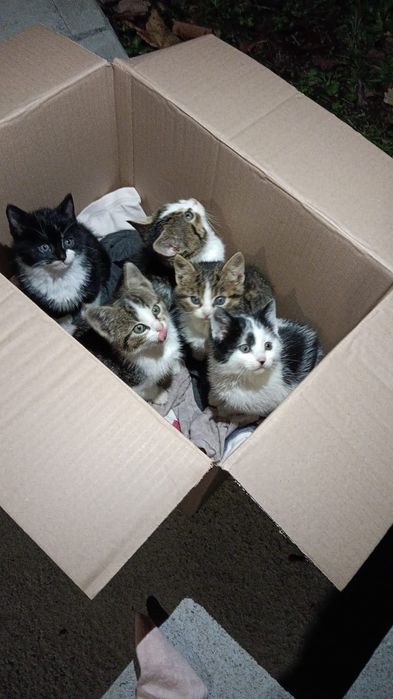 Adoptie pisici fara stapan