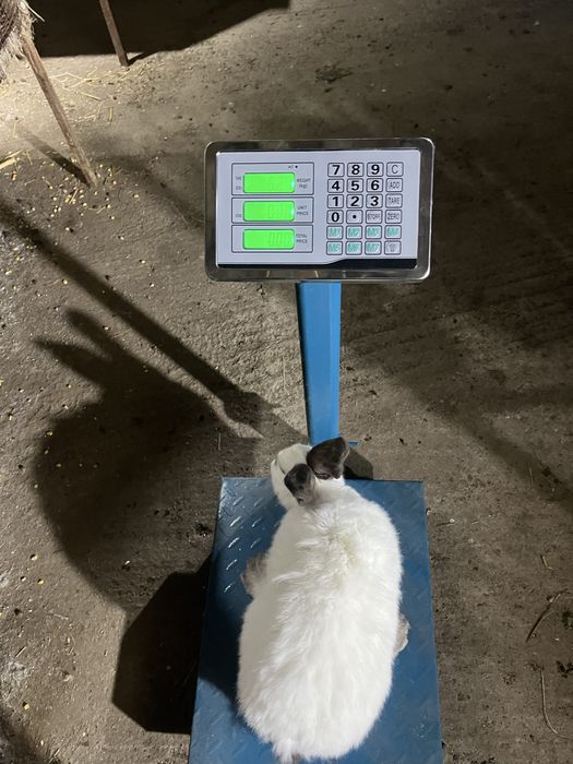 Urias Transilvania Urias Alb