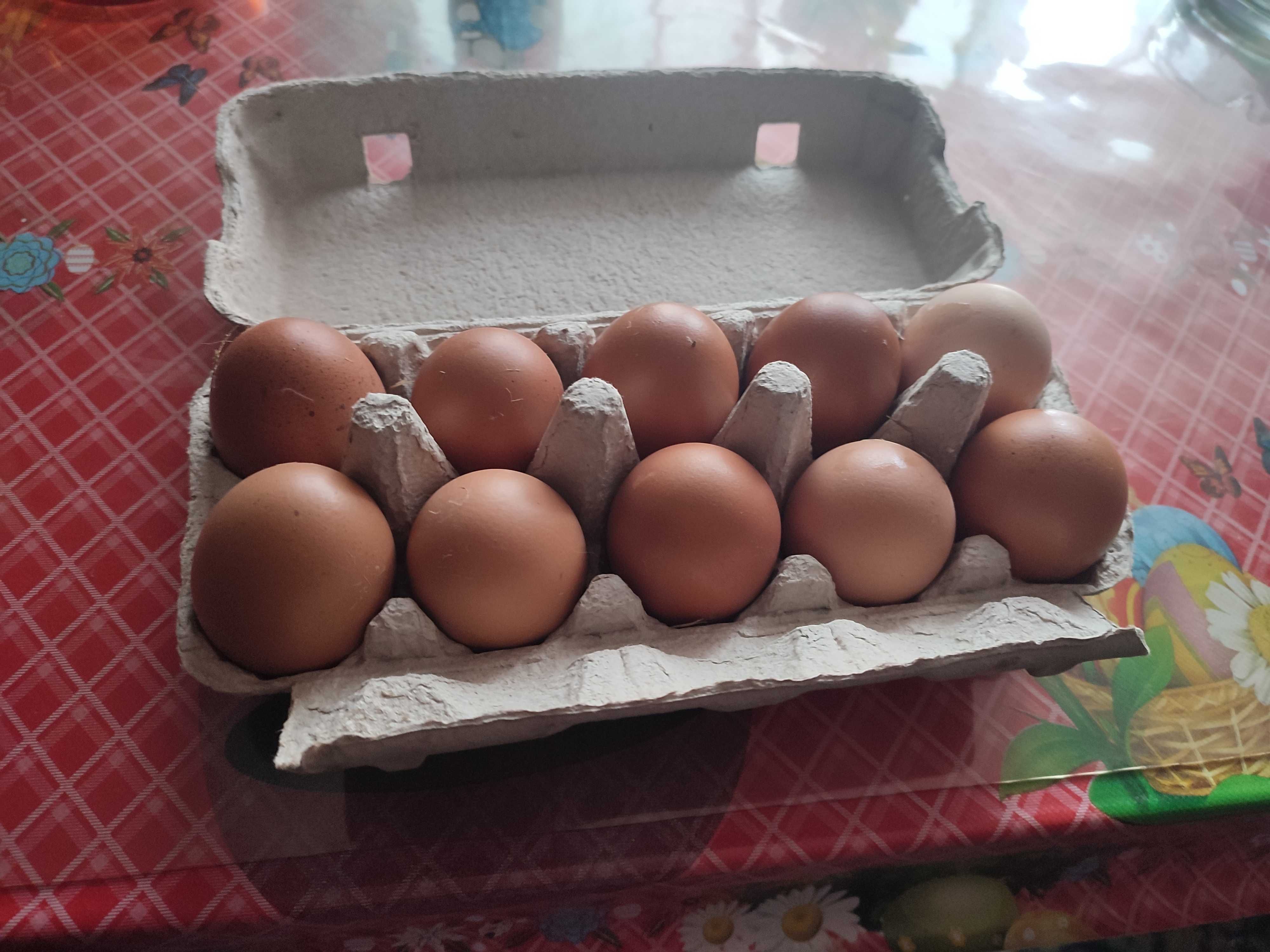 Vând oua de casa!