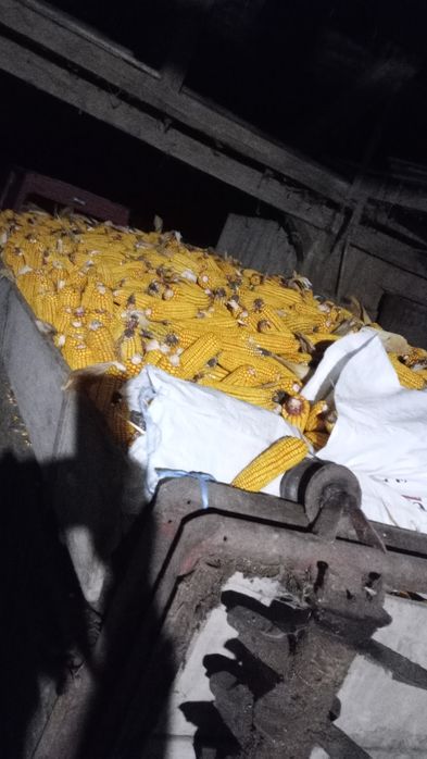 Porumb știuleți producție 2025