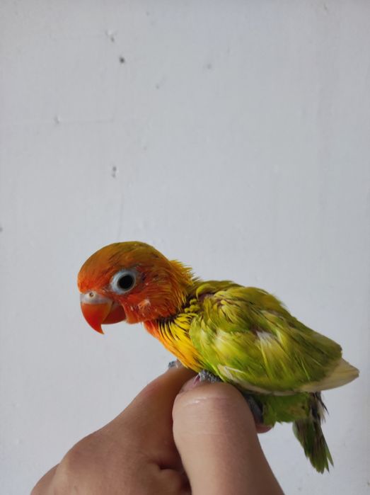 Ruchnoy papugay sotiladi