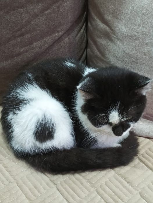 Отдам котёнка в хорошие руки