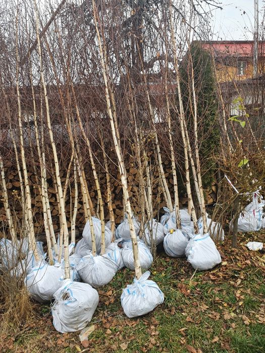 Mesteacăn betula pentru umbră