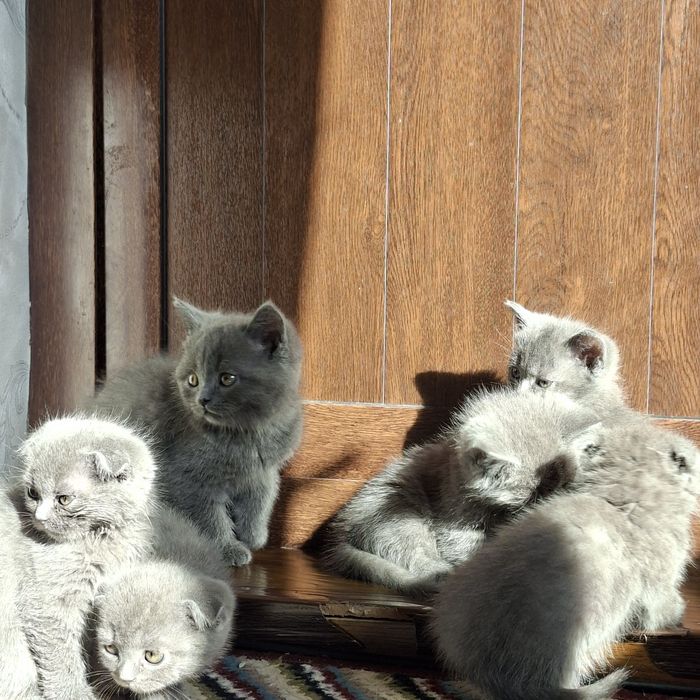 Шотландская кошка с 8 котятами