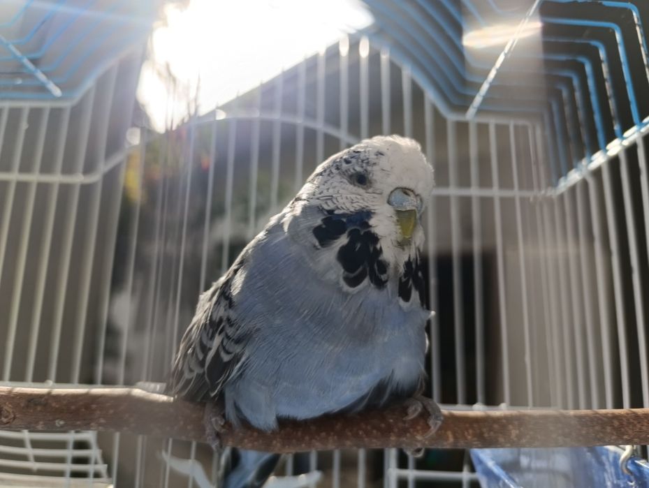 Продаём попугая чех волнистый, не звонить, только писать